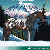 Horse Color:Brown Tobiano Appaloosa 