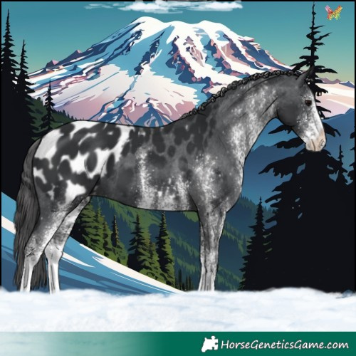 Horse Color:White Spotted Black Blanket 
