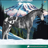 Horse Color:White Spotted Black Blanket 