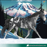 Horse Color:White Spotted Black Appaloosa