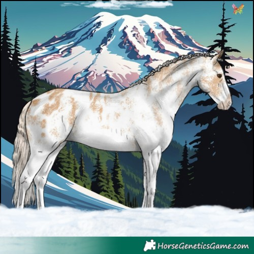 Horse Color:White Spotted Palomino Blanket