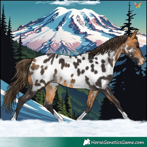Horse Color:Buckskin Tobiano Appaloosa