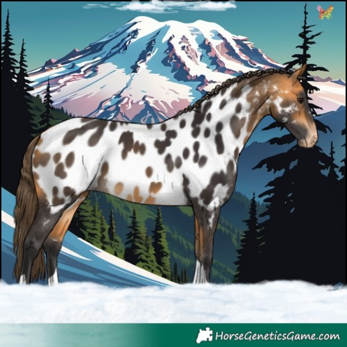 Horse Color:Buckskin Tobiano Near Leopard