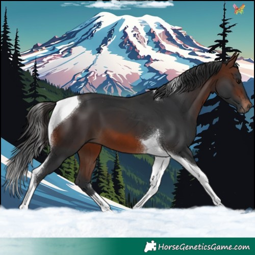 Horse Color:Brown Tobiano