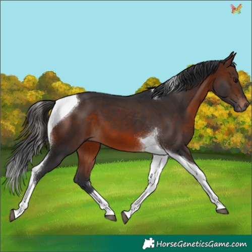 Horse Color:Brown Tobiano 