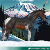 Horse Color:Brown Tobiano 