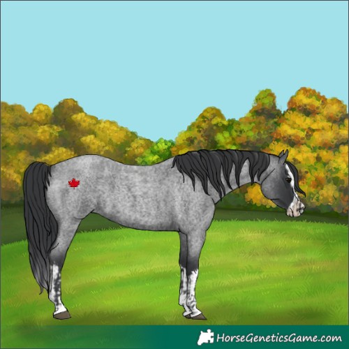 Horse Color:Blue Roan and Blue Roan Splash