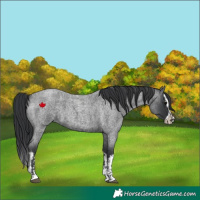 Horse Color:Blue Roan  and Blue Roan Splash 