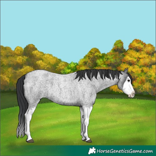 Horse Color:Blue Roan Splash 