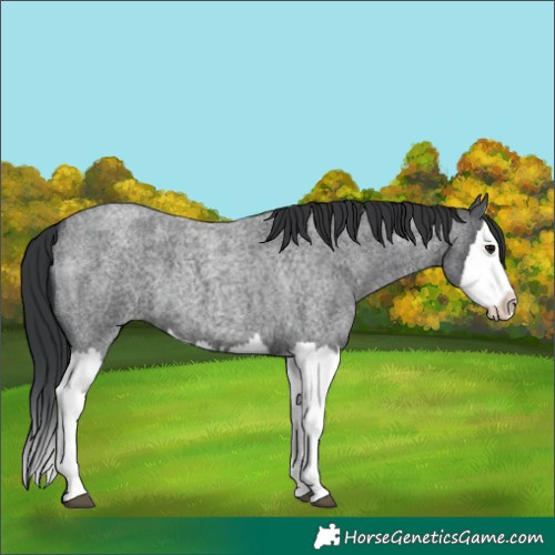 Horse Color:Blue Roan Splash 