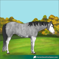 Horse Color:Blue Roan Splash 