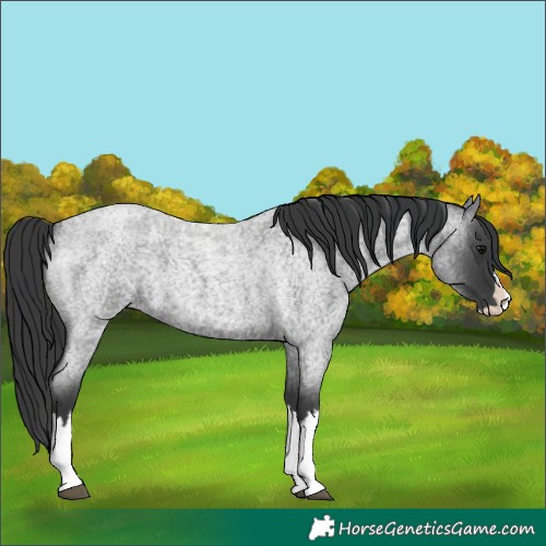 Horse Color:Blue Roan Splash