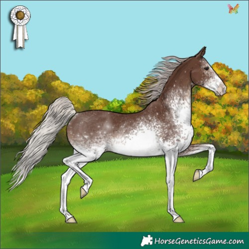 Horse Color:White Spotted Silver Black Rabicano 