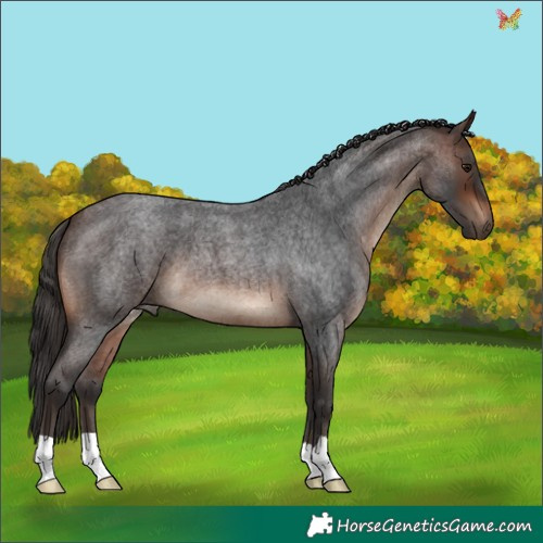 Horse Color:Brown Roan 