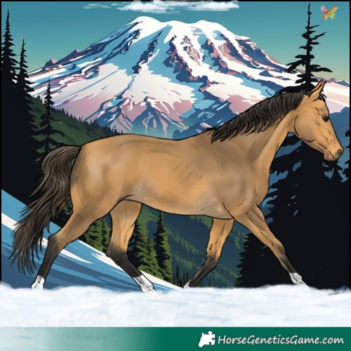 Horse Color:Buckskin 