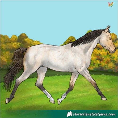 Horse Color:Buckskin Roan Dun
