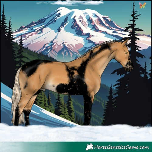 Horse Color:Void Palomino Tobiano Frame 