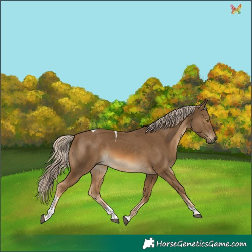 Horse Color:Chocolate Palomino Tobiano 