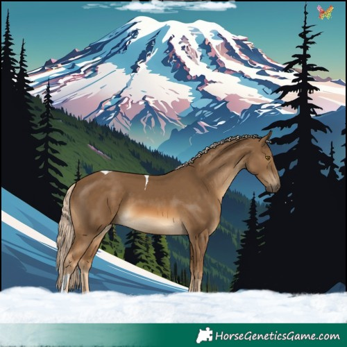 Horse Color:Chocolate Palomino Tobiano 