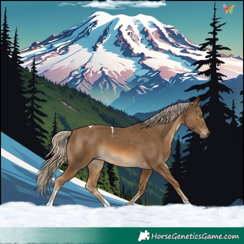 Horse Color:Chocolate Palomino Tobiano 