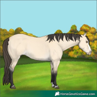 Horse Color:Buckskin Dun Splash 