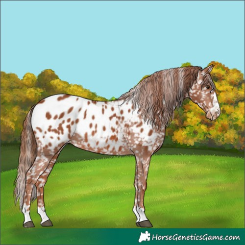 Horse Color:Chestnut Appaloosa 