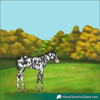 Horse Color:Liver Chestnut Appaloosa