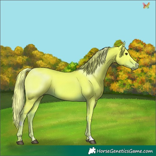 Horse Color:Watercolor Liver Chestnut 