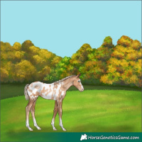 Horse Color:Gray Gold Cream Champagne Pearl Blanket 