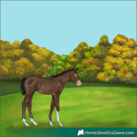 Horse Color:Gray Sable Champagne Tobiano