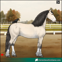 Horse Color:Buckskin Dun Splash 