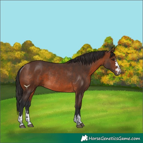 Horse Color:Brown Rabicano and Brown Rabicano