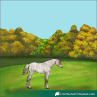 Horse Color:Powder White Liver Red Dun Roan 