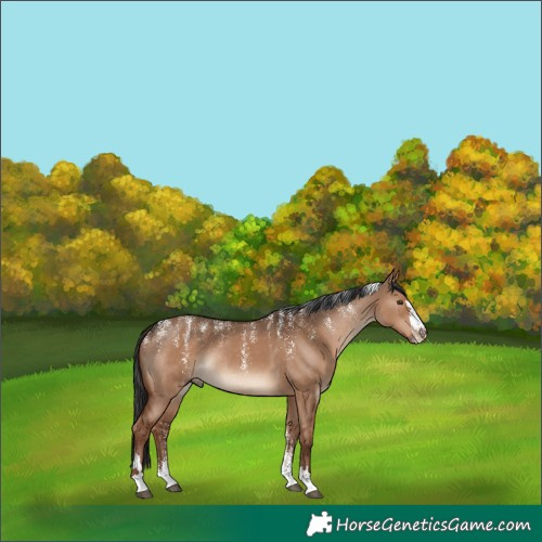 Horse Color:Powder White Liver Red Dun Rabicano 