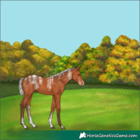 Horse Color:Powder White Silver Bay 