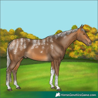 Horse Color:Powder White Silver Buckskin Tobiano 