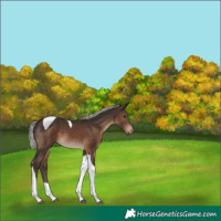 Horse Color:Silver Brown Tobiano 