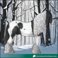 Horse Color:Black Tobiano 