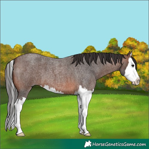 Horse Color:Brown Roan Splash 
