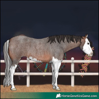 Horse Color:Brown Roan Splash 