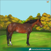 Horse Color:Brown Rabicano  and Bay Rabicano 