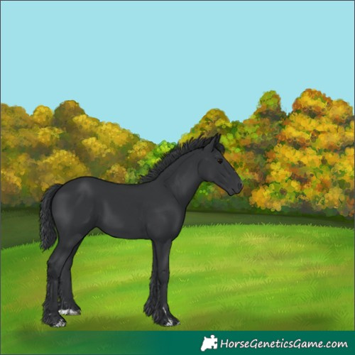 Horse Color:Black 