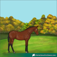 Horse Color:Gray Bay 