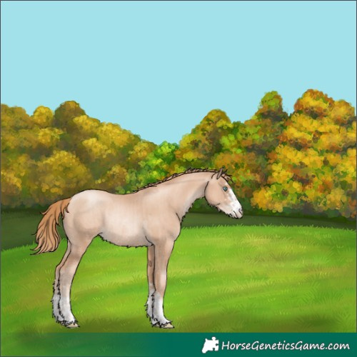 Horse Color:Gold Champagne Pearl Rabicano  and Gold Champagne Pearl Rabicano 