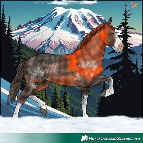 Horse Color:Plaid Brown Splash Rabicano