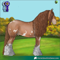 Horse Color:White Spotted Brown Pearl 