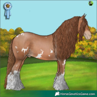 Horse Color:White Spotted Brown Pearl