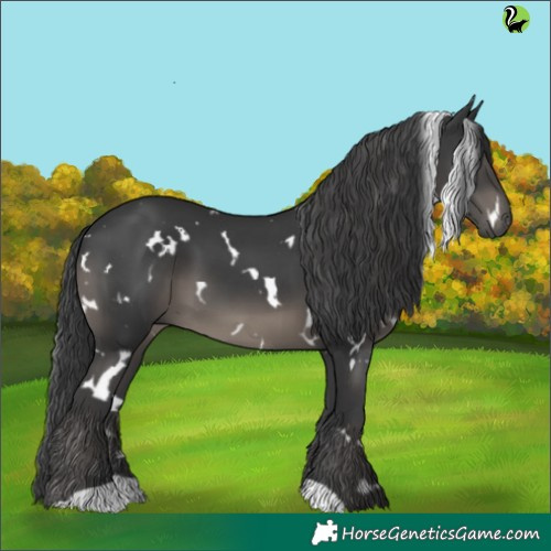 Horse Color:White Spotted Black 