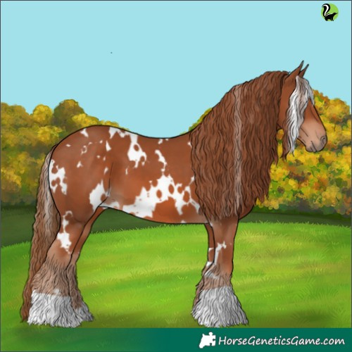 Horse Color:White Spotted Chestnut