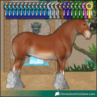 Horse Color:White Spotted Chestnut 